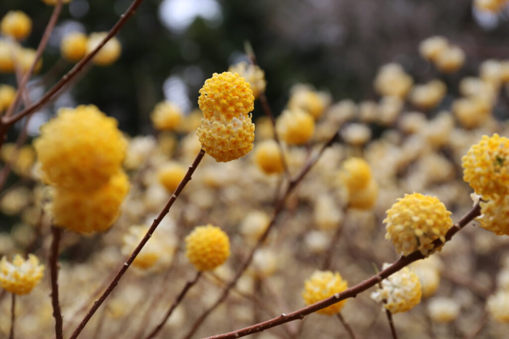 都留アルプスのコース上にあるミツマタ群生地