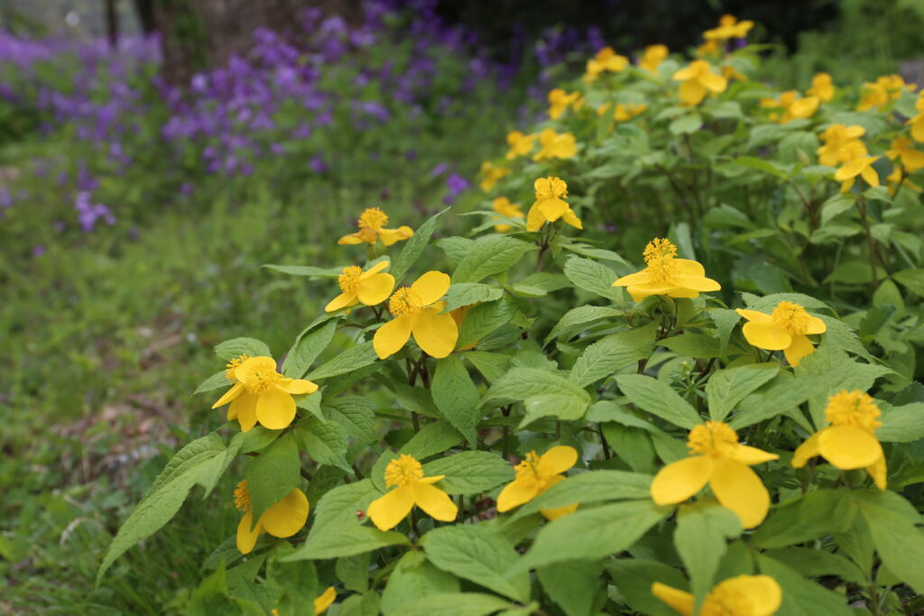 尾県(おがた)郷土資料館に隣接する稲村神社の境内に咲くヤマブキソウ