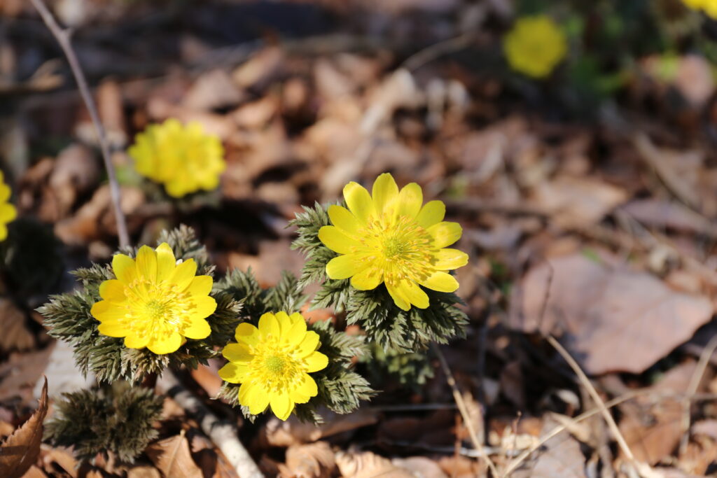 小形山の福寿草