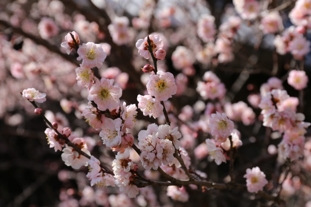 大幡の八房の梅の花