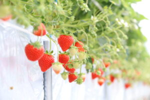 株式会社ユニファーム