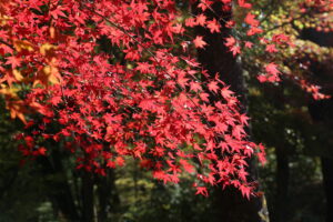 楽山公園